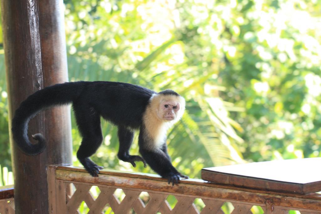 Jungle Villa Manuel Antonio Exteriör bild