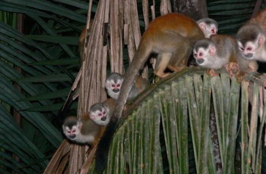Jungle Villa Manuel Antonio Exteriör bild