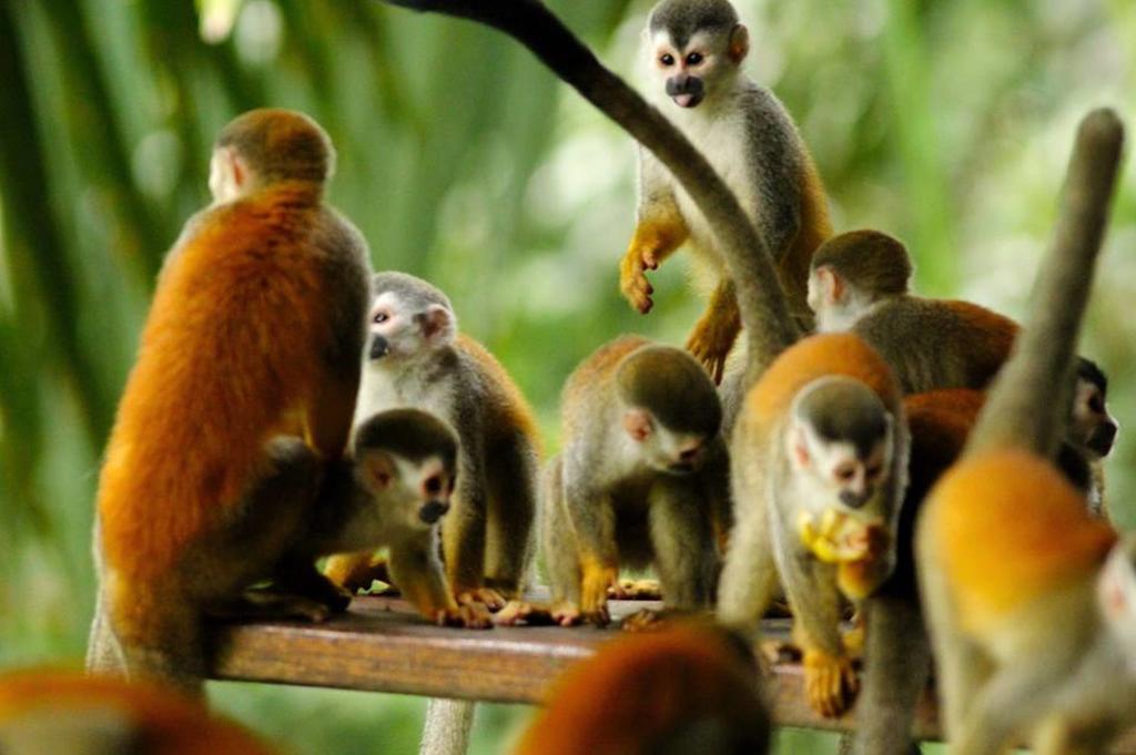 Jungle Villa Manuel Antonio Exteriör bild