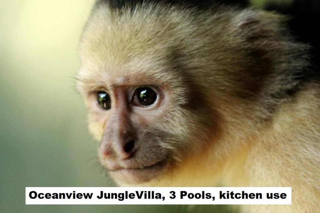 Jungle Villa Manuel Antonio Exteriör bild