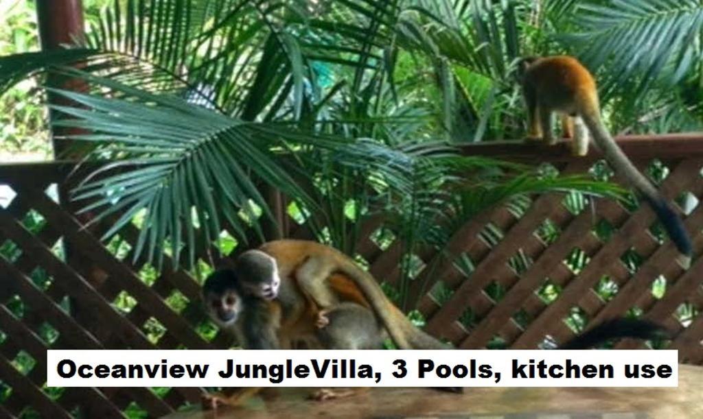Jungle Villa Manuel Antonio Exteriör bild